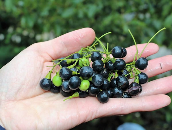 香樟树果实的作用与功效有哪些？