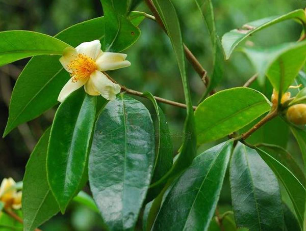 石笔木价格-图片-形态特征-地理分布-生长习性以及主要价值