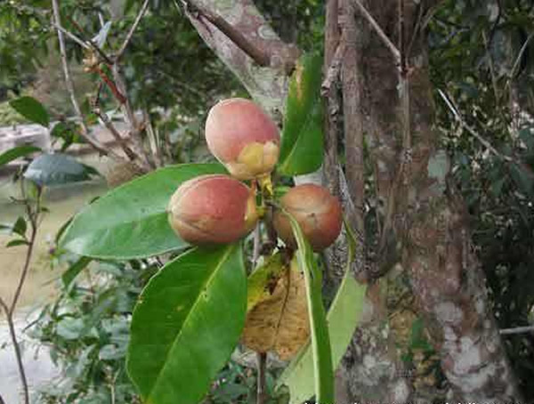 石笔木的营养价值有哪些？