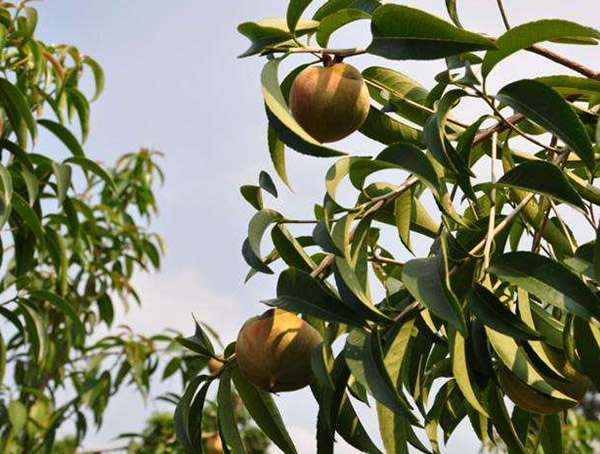 石笔木的繁殖方法以及栽培技术介绍