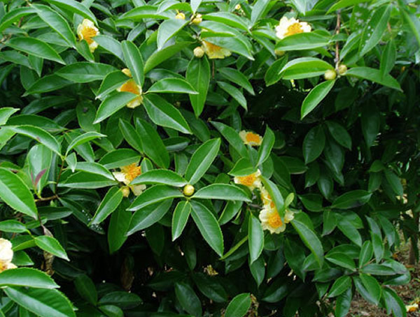 石笔木花可以泡酒吗？