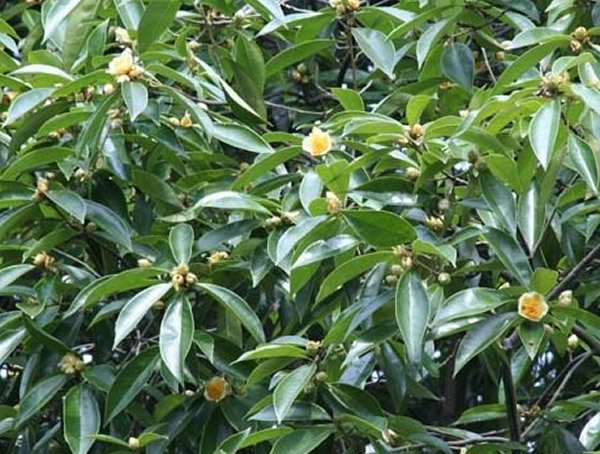 石笔木图片和介绍，最新石笔木图片欣赏