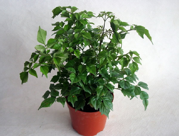 菜豆树的特征有哪些？