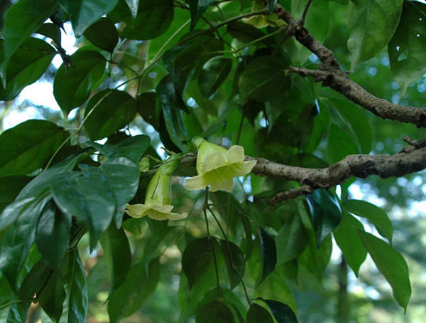 菜豆树（幸福树）如何管护？