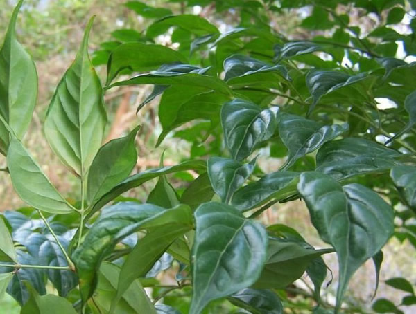 种了好几年的菜豆树为什么没开过花？