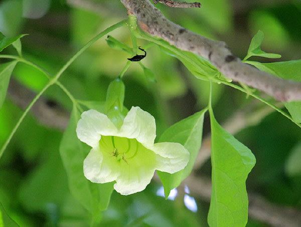 菜豆树的豆能不能吃？