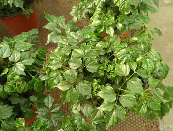 菜豆树如何修剪？菜豆树怎么造型？