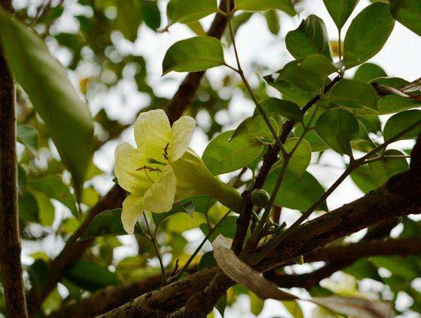 菜豆树是不是幸福树？