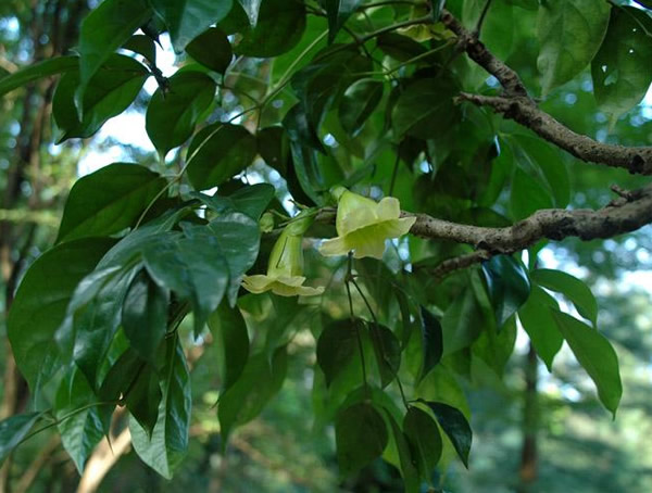 菜豆树多长时间开花？