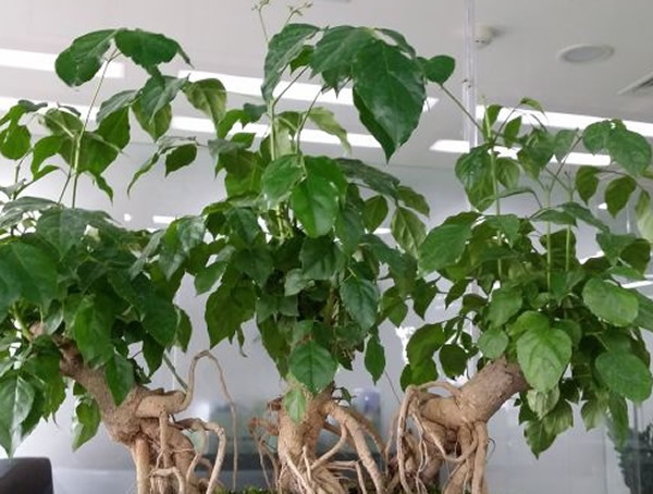 菜豆树图片大全，最新菜豆树图片欣赏