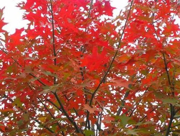 娜塔栎与北美红栎怎么来区分？