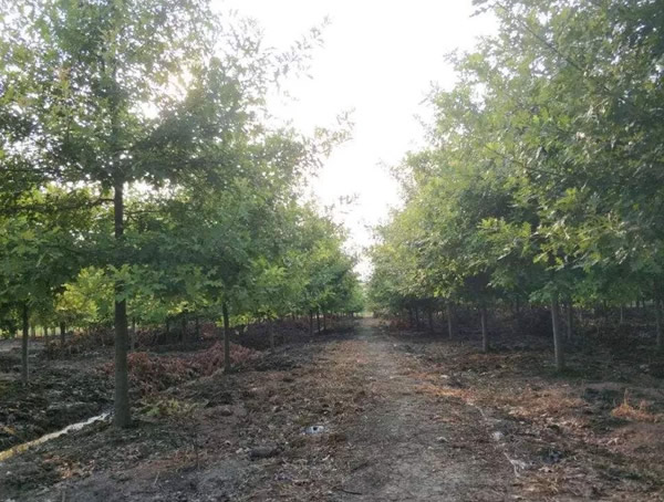 柳叶栎与娜塔栎有什么区别？哪个前景更好些？