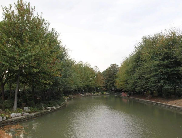 娜塔栎种植后几天发芽？