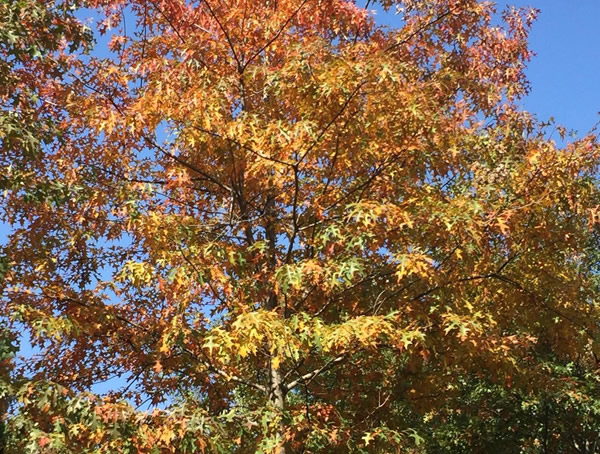 娜塔栎小苗一般什么价位？