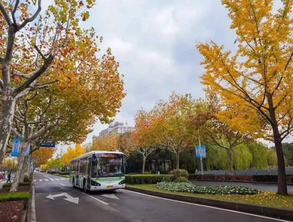 娜塔栎未来10年种植前景：现在是种娜塔栎的好时候吗？