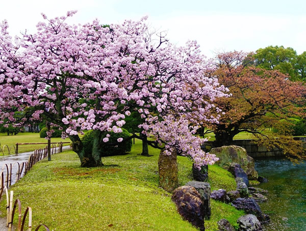 樱桃树与樱花树的区别？
