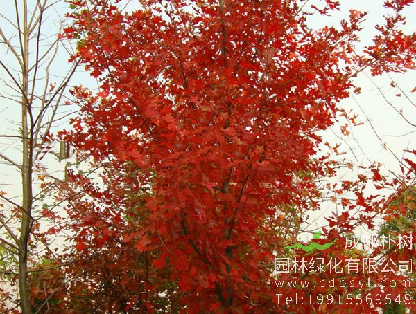 娜塔栎图片大全，最新娜塔栎图片欣赏