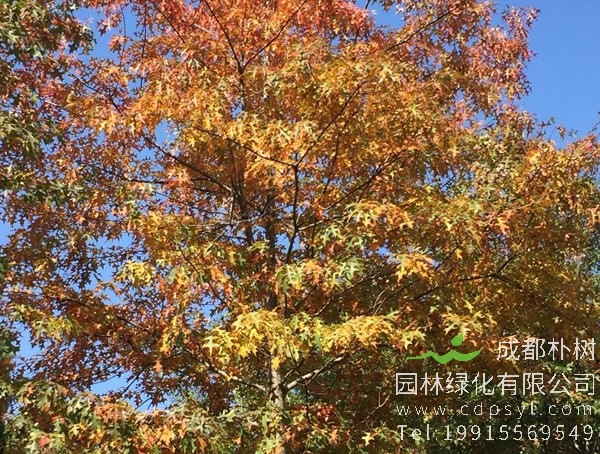 娜塔栎小苗一般什么价位？