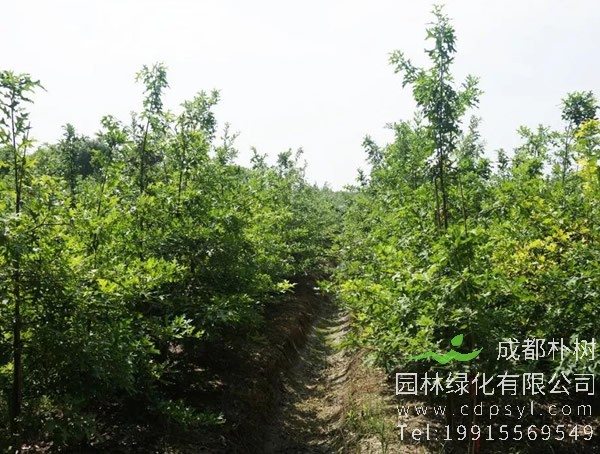娜塔栎图片大全，最新娜塔栎图片欣赏