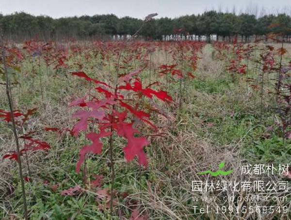 娜塔栎图片大全，最新娜塔栎图片欣赏
