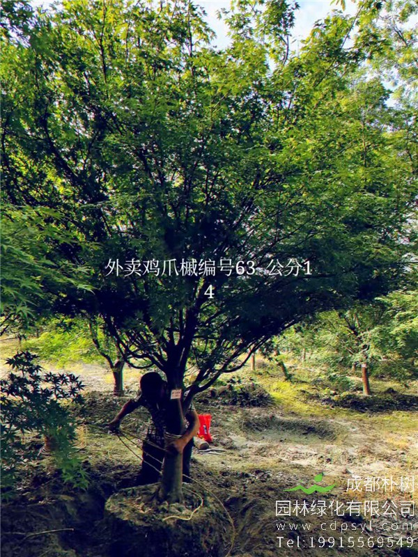 14公分鸡爪槭价格4800元-高度4.5m-冠幅4m