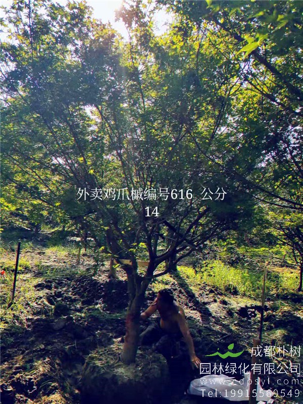 14公分鸡爪槭价格4800元-高度4.5m-冠幅4m