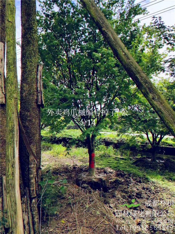 14公分鸡爪槭价格4800元-高度4.5m-冠幅4m
