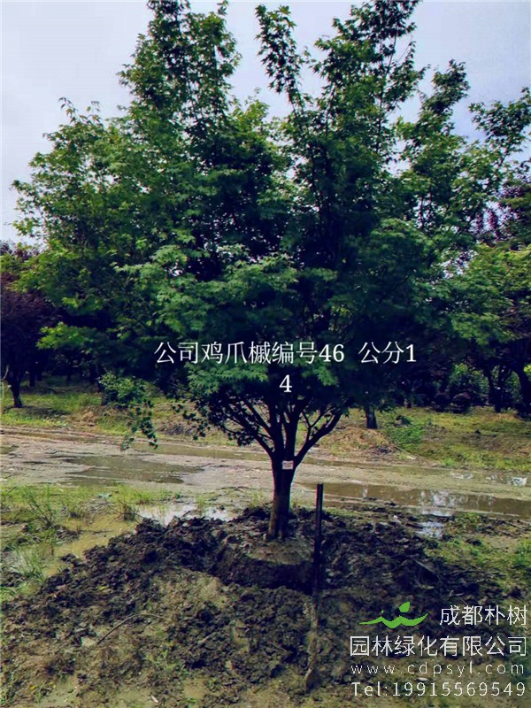 14公分鸡爪槭价格4800元-高度4.5m-冠幅4m
