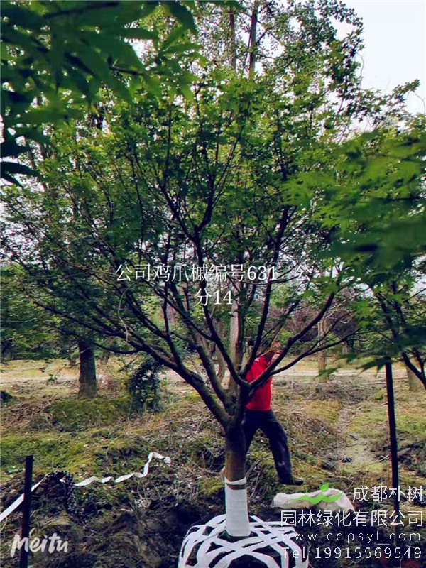 14公分鸡爪槭价格4800元-高度4.5m-冠幅4m