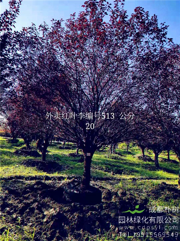 20公分红叶李价格5850元-高度5m-冠幅4m