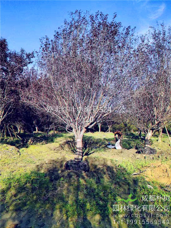 20公分红叶李价格5850元-高度5m-冠幅4m