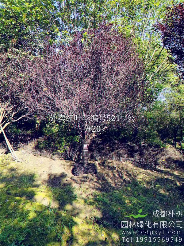 20公分红叶李价格5850元-高度5m-冠幅4m