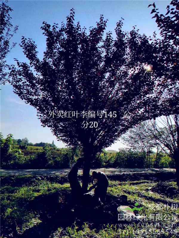 20公分红叶李价格5850元-高度5m-冠幅4m