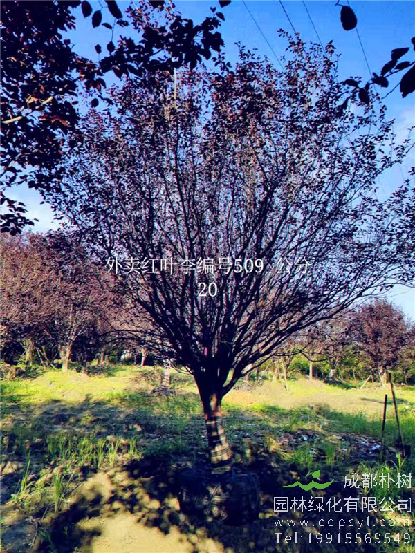 20公分红叶李价格5850元-高度5m-冠幅4m