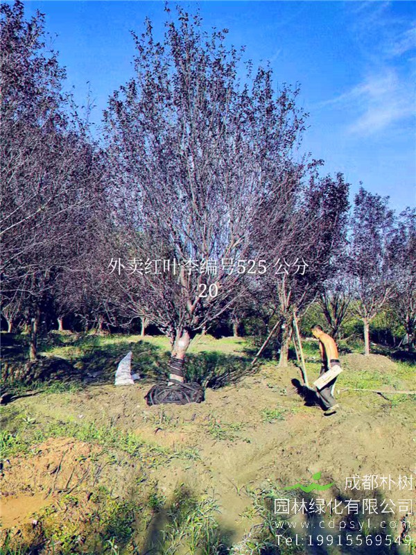 20公分红叶李价格5850元-高度5m-冠幅4m