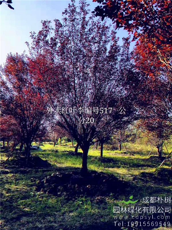 20公分红叶李价格5850元-高度5m-冠幅4m