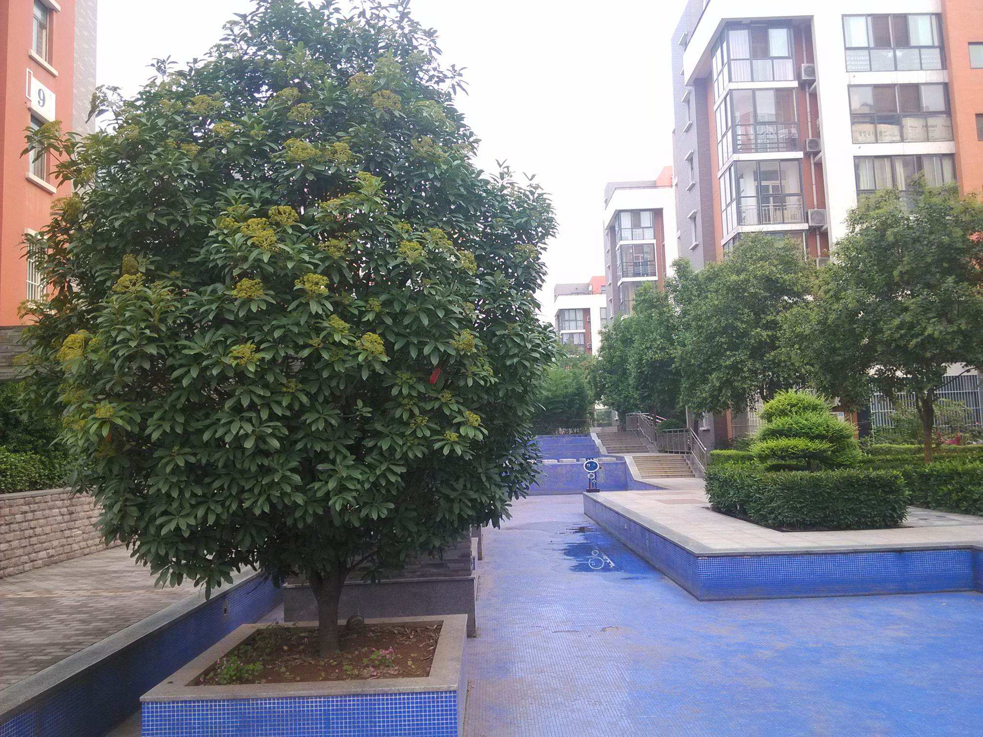 女贞树有什么作用？ 