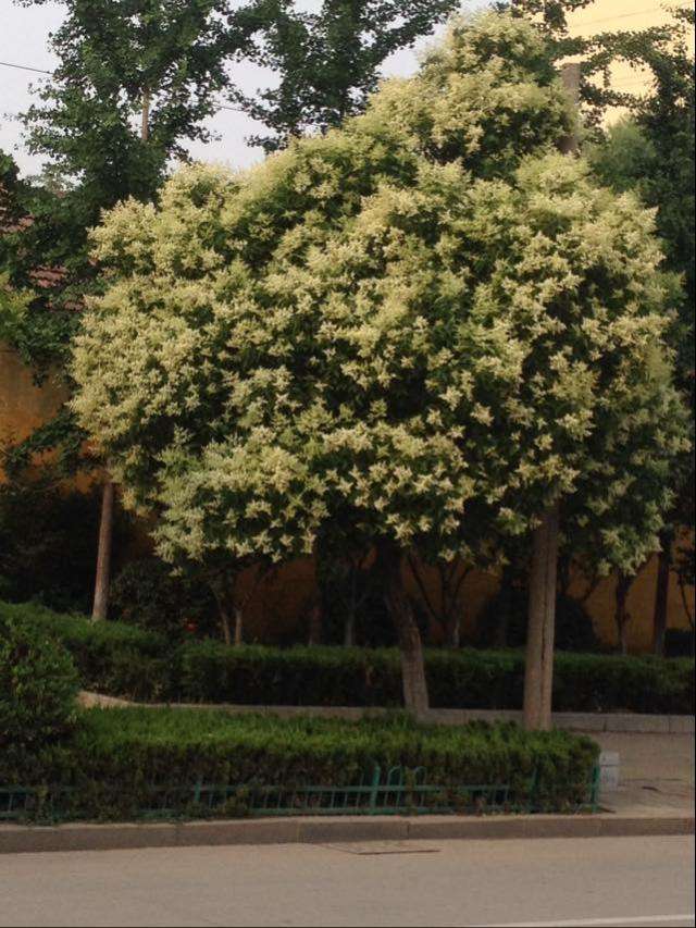 香樟树和女贞树有什么区别？