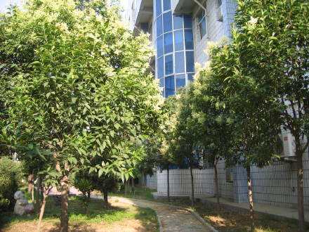 女贞树的来历，有什么故事传说？ 