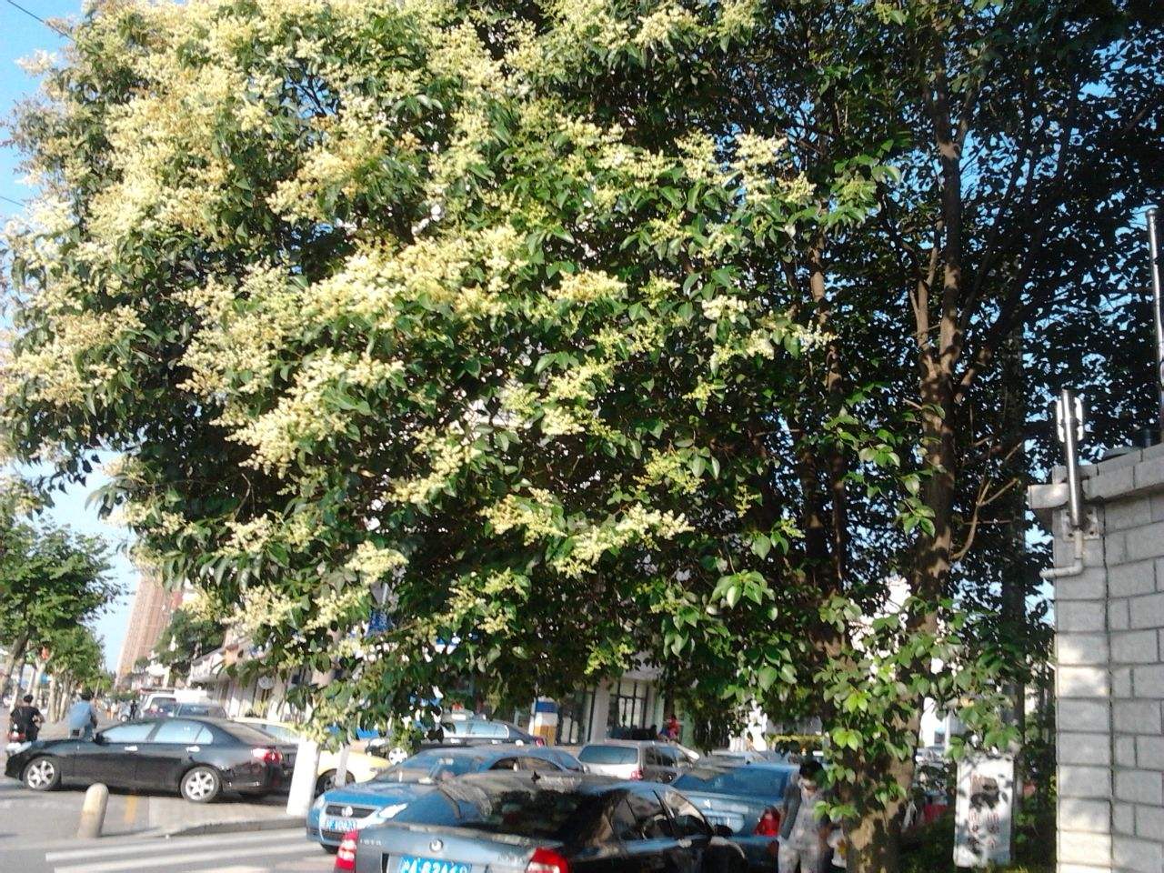 女贞树的果实可以吃吗？