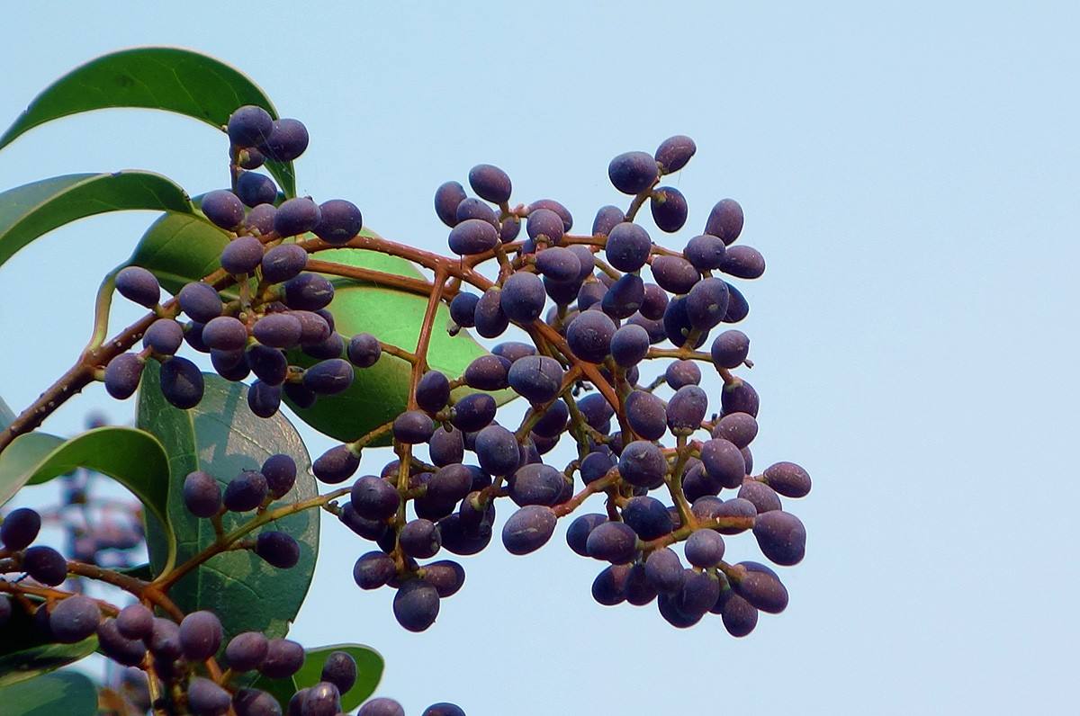 桂花树和女贞树有什么区别？