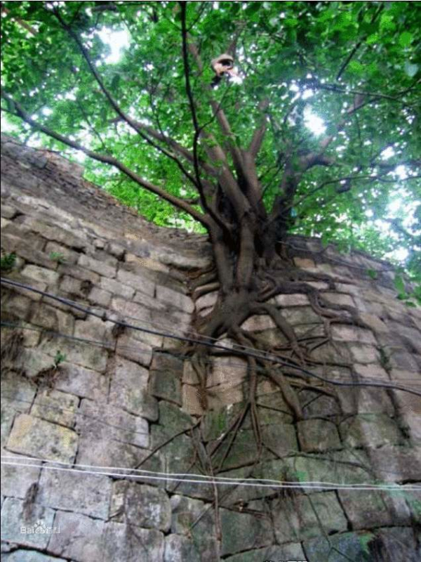 伯乐树是不是被称为活化石 ？