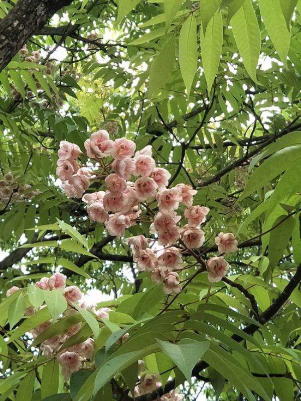 伯乐树可以种在庭院里吗？