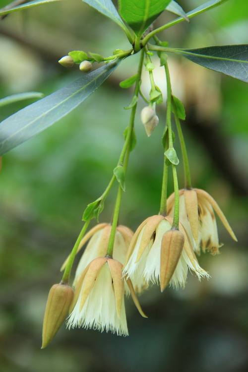 水石榕和杜英怎么区分的？