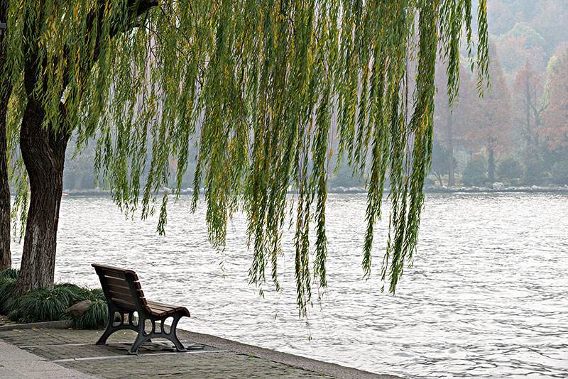 柳树一年四季的变化？