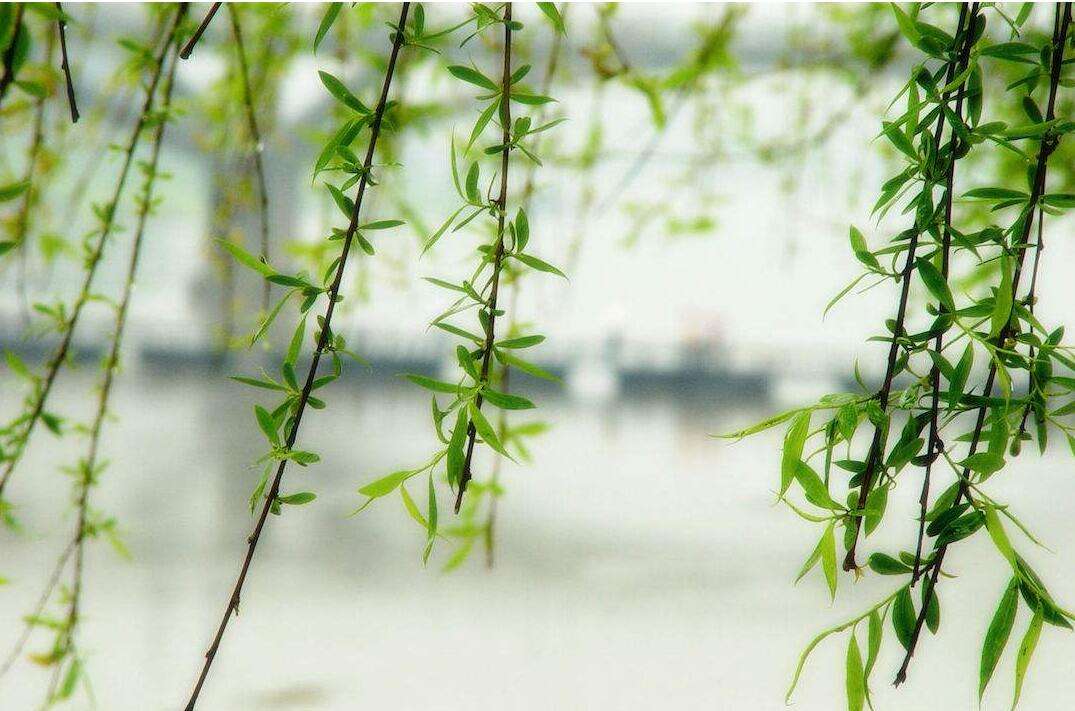 柳树为什么会被人当做阴气很重的树木？