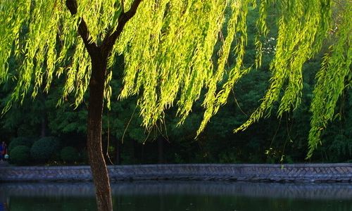 柳树能在什么地方生长？