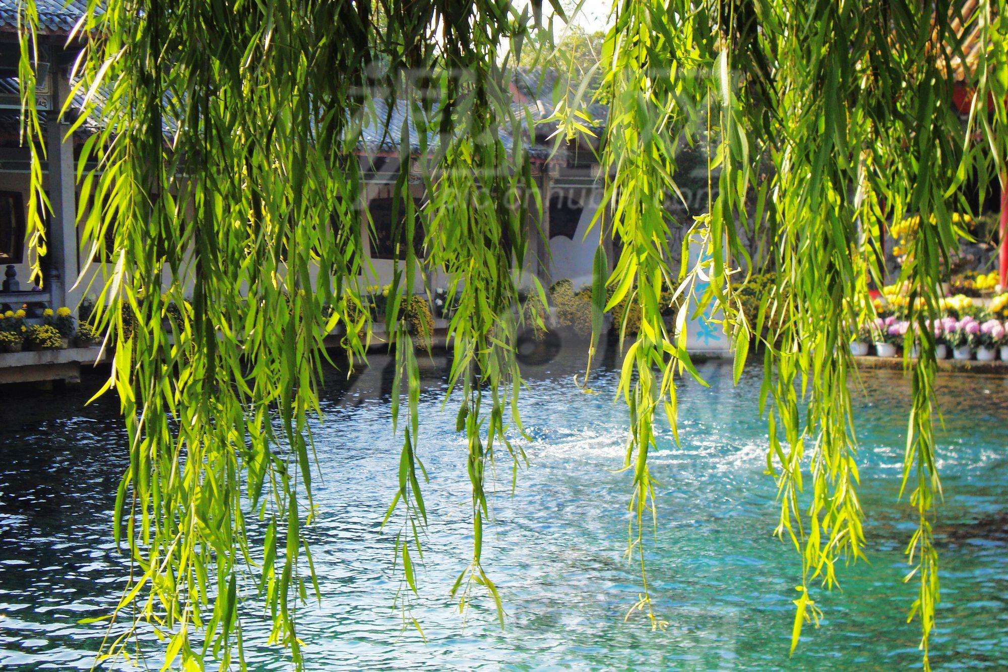 柳树是怎么传播种子的？