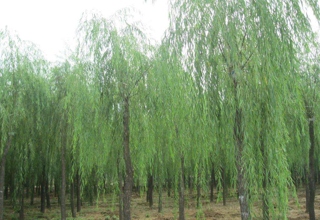 柳树具有哪些寓意？