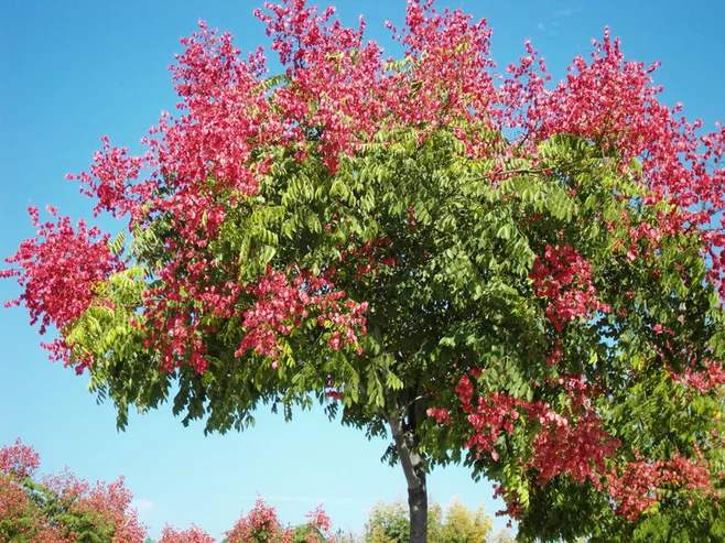 栾树果实能吃吗？